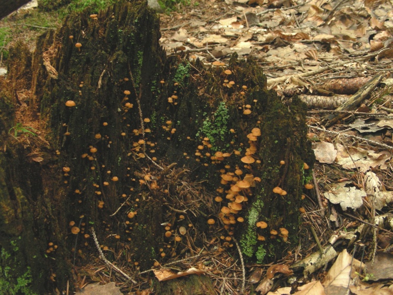 Tubaria?